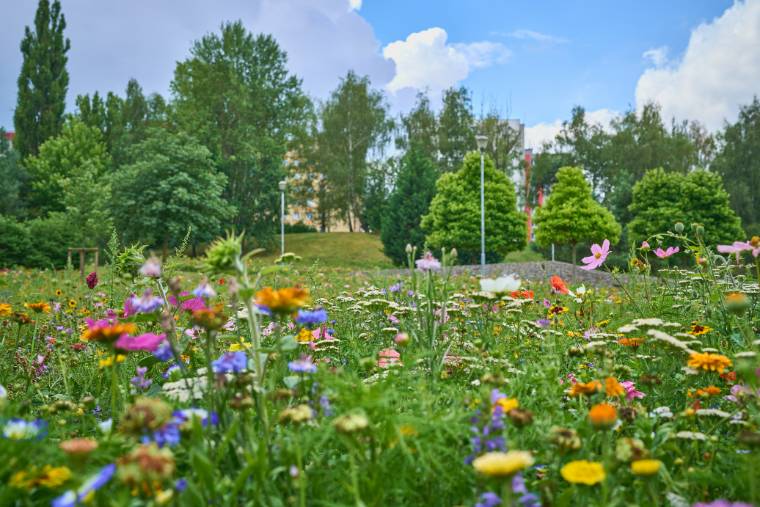 Rozkvetlá květinová louka mezi porubskými domy